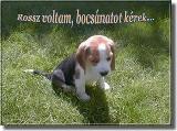 Baráti képeslap