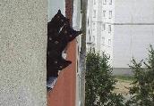 Cicás képeslap