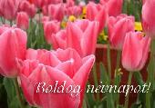 Névnapi képeslap