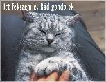 Cicás képeslap