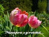 Nőnapi képeslap