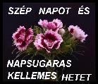 Baráti képeslap