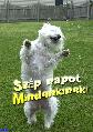 Baráti képeslap