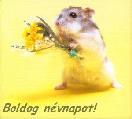 Névnapi képeslap