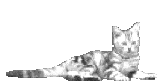 Képeslap