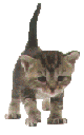 Cicás képeslap