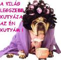 Kutyás képeslap