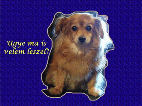 Kutyás képeslap