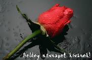 Névnapi képeslap