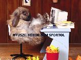 Vicces képeslap