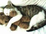 Cicás képeslap