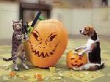 Halloweenes képeslap
