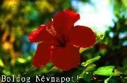 Névnapi képeslap