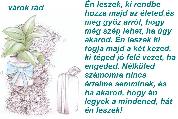 Valentin napi képeslap