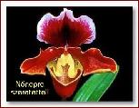 Nőnapi képeslap
