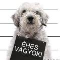 Fogyókúrás képeslap
