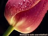 Nőnapi képeslap