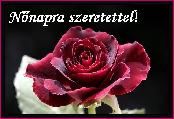 Nőnapi képeslap