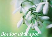 Névnapi képeslap