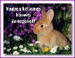 Képeslap