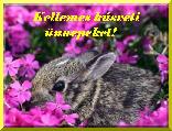 Húsvéti képeslap