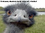 Vicces képeslap