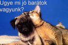 Baráti képeslap